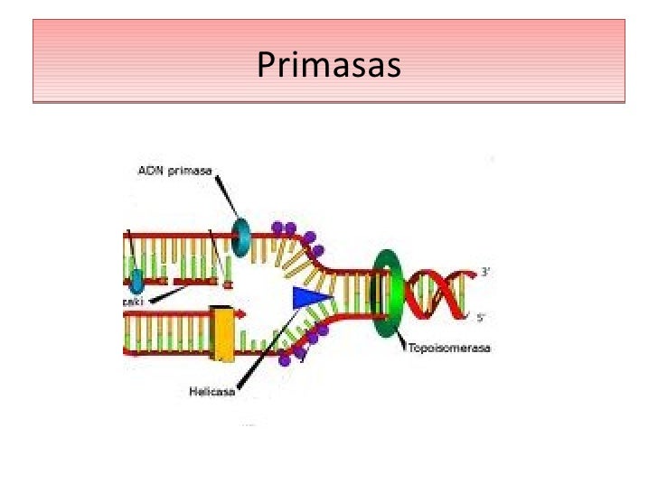 Replicaci n de adn