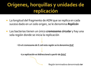    La longitud del fragmento de ADN que se replica en cada
    suceso dado en un solo origen, se le denomina Replicón

   Las bacterias tienen un único cromosoma circular y hay una
    sola región donde se inicia la replicación


         • En el cromosoma de E.coli esta región se le denomina OriC



            •La replicación es bidireccional a partir de OricC



                                          Región terminadora denominada ter
 