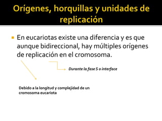    En eucariotas existe una diferencia y es que
    aunque bidireccional, hay múltiples orígenes
    de replicación en el cromosoma.
                                Durante la fase S o interface



    Debido a la longitud y complejidad de un
    cromosoma eucariota
 