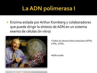    Enzima aislada por Arthur K0rnberg y colaboradores
    que puede dirigir la síntesis de ADN en un sistema
    exento de células (In vitro)

                             • Todos los desoxirribonucleosidos (ATPd,
                             CTPd, GTPd..



                             •ADN molde
 