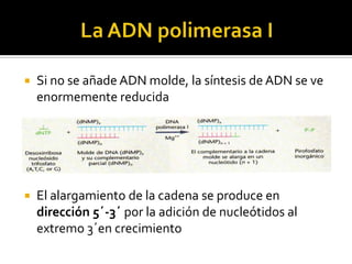    Si no se añade ADN molde, la síntesis de ADN se ve
    enormemente reducida




   El alargamiento de la cadena se produce en
    dirección 5´-3´ por la adición de nucleótidos al
    extremo 3´en crecimiento
 