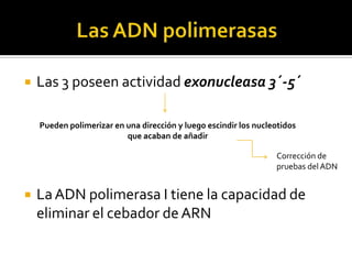    Las 3 poseen actividad exonucleasa 3´-5´

    Pueden polimerizar en una dirección y luego escindir los nucleotidos
                          que acaban de añadir

                                                                  Corrección de
                                                                  pruebas del ADN


   La ADN polimerasa I tiene la capacidad de
    eliminar el cebador de ARN
 