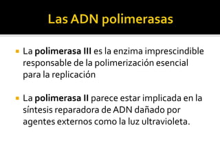    La polimerasa III es la enzima imprescindible
    responsable de la polimerización esencial
    para la replicación

   La polimerasa II parece estar implicada en la
    síntesis reparadora de ADN dañado por
    agentes externos como la luz ultravioleta.
 