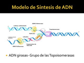    ADN girasas- Grupo de las Topoisomerasas
 