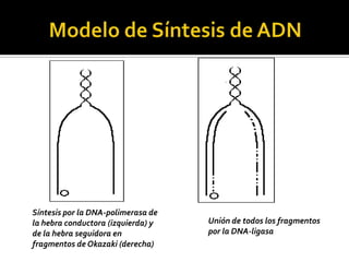 Síntesis por la DNA-polimerasa de
la hebra conductora (izquierda) y   Unión de todos los fragmentos
de la hebra seguidora en            por la DNA-ligasa
fragmentos de Okazaki (derecha)
 