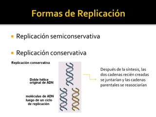    Replicación semiconservativa

   Replicación conservativa

                                   Después de la síntesis, las
                                   dos cadenas recién creadas
                                   se juntarían y las cadenas
                                   parentales se reasociarían
 