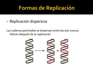    Replicación dispersiva

Las cadenas parentales se dispersan entre las dos nuevas
  hélices después de la replicación
 