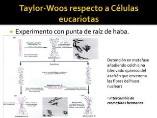    Experimento con punta de raíz de haba.


                                  Detención en metafase
                                  añadiendo colchicina
                                  (derivado químico del
                                  azafrán que envenena
                                  las fibras del huso
                                  nuclear)

                                  • Intercambio de
                                  cromatidas hermanas
 