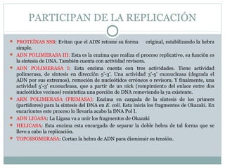 PARTICIPAN DE LA REPLICACIÓN
 PROTEÍNAS SSB: Evitan que el ADN retome su forma original, estabilizando la hebra
simple.
 ADN POLIMERASA III: Esta es la enzima que realiza el proceso replicativo, su función es
la síntesis de DNA. También cuenta con actividad revisora.
 ADN POLIMERASA I: Esta enzima cuenta con tres actividades. Tiene actividad
polimerasa, de síntesis en dirección 5’-3’. Una actividad 3’-5’ exonucleasa (degrada el
ADN por sus extremos), remoción de nucleótidos erróneos o revisora. Y finalmente, una
actividad 5’-3’ exonucleasa, que a partir de un nick (rompimiento del enlace entre dos
nucleótidos vecinos) resintetiza una porción de DNA removiendo la ya existente.
 ARN POLIMERASA (PRIMASA): Enzima en cargada de la síntesis de los primers
(partidores) para la síntesis del DNA en E. coli. Esta inicia los fragmentos de Okazaki. En
eucariontes este proceso lo llevaría acabo la DNA Pol I.
 ADN LIGASA: La Ligasa va a unir los fragmentos de Okazaki
 HELICASA: Esta enzima esta encargada de separar la doble hebra de tal forma que se
lleve a cabo la replicación.
 TOPOISOMERASA: Cortan la hebra de ADN para disminuir su tensión.
 