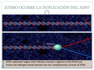 ¿CÓMO OCURRE LA DUPLICACIÓN DEL ADN?
 