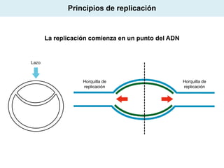 Principios de replicación

La replicación comienza en un punto del ADN

Lazo

Horquilla de
replicación

Horquilla de
replicación

 