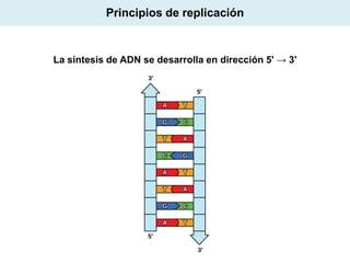 Principios de replicación

La síntesis de ADN se desarrolla en dirección 5' → 3'

 