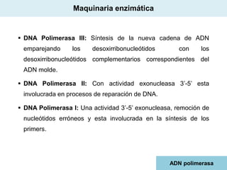Maquinaria enzimática

 DNA Polimerasa III: Síntesis de la nueva cadena de ADN
emparejando

los

desoxirribonucleótidos

con

los

desoxirribonucleótidos complementarios correspondientes del
ADN molde.
 DNA Polimerasa II: Con actividad exonucleasa 3’-5’ esta
involucrada en procesos de reparación de DNA.
 DNA Polimerasa I: Una actividad 3’-5’ exonucleasa, remoción de
nucleótidos erróneos y esta involucrada en la síntesis de los
primers.

ADN polimerasa

 