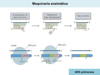 Maquinaria enzimática

ADN polimerasa

 