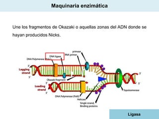 Maquinaria enzimática

Une los fragmentos de Okazaki o aquellas zonas del ADN donde se
hayan producidos Nicks.

Ligasa

 