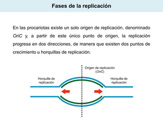 Fases de la replicación

En las procariotas existe un solo origen de replicación, denominado
OriC y, a partir de este único punto de origen, la replicación

progresa en dos direcciones, de manera que existen dos puntos de
crecimiento u horquillas de replicación.

Origen de replicación
(OriC)
Horquilla de
replicación

Horquilla de
replicación

 