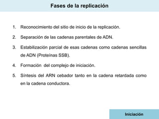 Fases de la replicación

1. Reconocimiento del sitio de inicio de la replicación.
2. Separación de las cadenas parentales de ADN.
3. Estabilización parcial de esas cadenas como cadenas sencillas
de ADN (Proteínas SSB).
4. Formación del complejo de iniciación.
5. Síntesis del ARN cebador tanto en la cadena retardada como
en la cadena conductora.

Iniciación

 