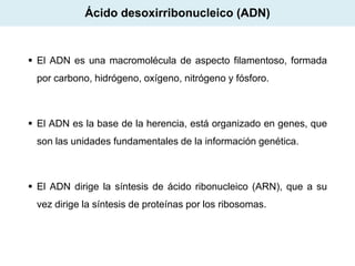 Ácido desoxirribonucleico (ADN)

 El ADN es una macromolécula de aspecto filamentoso, formada
por carbono, hidrógeno, oxígeno, nitrógeno y fósforo.

 El ADN es la base de la herencia, está organizado en genes, que
son las unidades fundamentales de la información genética.

 El ADN dirige la síntesis de ácido ribonucleico (ARN), que a su
vez dirige la síntesis de proteínas por los ribosomas.

 