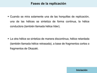 Fases de la replicación

 Cuando se mira solamente una de las horquillas de replicación,
una de las hélices se sintetiza de forma continua, la hélice

conductora (también llamada hélice líder).

 La otra hélice se sintetiza de manera discontinua, hélice retardada

(también llamada hélice retrasada), a base de fragmentos cortos o
fragmentos de Okazaki.

Iniciación

 