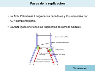 Fases de la replicación

 La ADN Polimerasa I degrada los cebadores y los reemplaza por
ADN complementario.

 La ADN ligasa une todos los fragmentos de ADN de Okazaki.

Cadenas molde de ADN

Horquilla de replicación

ADN polimerasa
Fragmentos
de Okazaki

ADN ligasa

Cadena retrasada

Cadena adelantada

Terminación

 