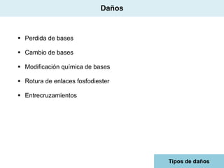 Daños

 Perdida de bases
 Cambio de bases
 Modificación química de bases
 Rotura de enlaces fosfodiester
 Entrecruzamientos

Tipos de daños

 