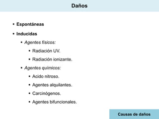 Daños
 Espontáneas

 Inducidas
 Agentes físicos:
 Radiación UV.

 Radiación ionizante.
 Agentes químicos:
 Acido nitroso.

 Agentes alquilantes.
 Carcinógenos.
 Agentes bifuncionales.
Causas de daños

 