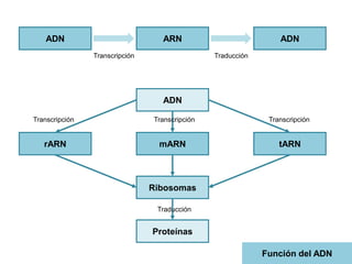 ADN

ARN
Transcripción

ADN
Traducción

ADN
Transcripción

Transcripción

Transcripción

rARN

mARN

tARN

Ribosomas
Traducción

Proteínas
Función del ADN

 