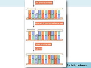 Reparación

Escisión de bases

 