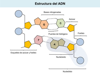 Estructura del ADN
Bases nitrogenadas

Azúcar

Puentes de hidrógeno

Esqueleto de azúcar y fosfato
Nucleósido

Nucleótido

Fosfato

 