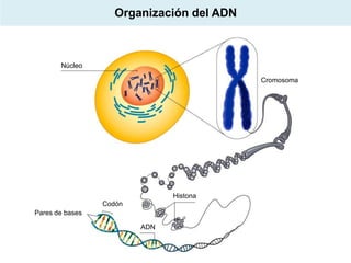 Organización del ADN

Núcleo
Cromosoma

Histona
Codón
Pares de bases
ADN

 