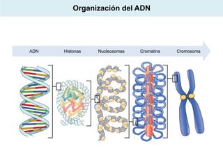 Organización del ADN

ADN

Histonas

Nucleosomas

Cromatina

Cromosoma

 