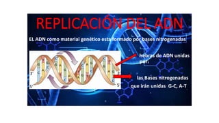 REPLICACIÓN DEL ADN
EL ADN como material genético esta formado por bases nitrogenadas
hebras de ADN unidas
ii por:
las Bases nitrogenadas
que irán unidas G-C, A-T
 