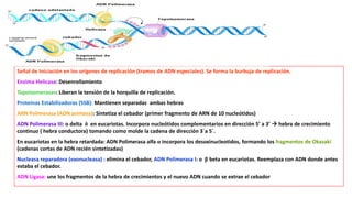 Señal de Iniciación en los orígenes de replicación (tramos de ADN especiales). Se forma la burbuja de replicación.
Enzima Helicasa: Desenrollamiento
Topoisomerasas: Liberan la tensión de la horquilla de replicación.
Proteínas Estabilizadoras (SSB): Mantienen separadas ambas hebras
ARN Polimerasa (ADN primasa): Sintetiza el cebador (primer fragmento de ARN de 10 nucleótidos)
ADN Polimerasa III: o delta δ en eucariotas. Incorpora nucleótidos complementarios en dirección 5’ a 3’  hebra de crecimiento
continuo ( hebra conductora) tomando como molde la cadena de dirección 3´a 5´.
En eucariotas en la hebra retardada: ADN Polimerasa alfa α incorpora los desoxinucleotidos, formando los fragmentos de Okazaki
(cadenas cortas de ADN recién sintetizadas)
Nucleasa reparadora (exonucleasa) : elimina el cebador, ADN Polimerasa I: o β beta en eucariotas. Reemplaza con ADN donde antes
estaba el cebador.
ADN Ligasa: une los fragmentos de la hebra de crecimientos y el nuevo ADN cuando se extrae el cebador
 