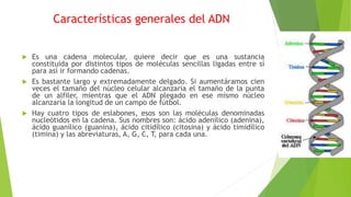 Características generales del ADN
 Es una cadena molecular, quiere decir que es una sustancia
constituida por distintos tipos de moléculas sencillas ligadas entre sí
para así ir formando cadenas.
 Es bastante largo y extremadamente delgado. Si aumentáramos cien
veces el tamaño del núcleo celular alcanzaría el tamaño de la punta
de un alfiler, mientras que el ADN plegado en ese mismo núcleo
alcanzaría la longitud de un campo de fútbol.
 Hay cuatro tipos de eslabones, esos son las moléculas denominadas
nucleótidos en la cadena. Sus nombres son: ácido adenílico (adenina),
ácido guanílico (guanina), ácido citidílico (citosina) y ácido timidílico
(timina) y las abreviaturas, A, G, C, T, para cada una.
 