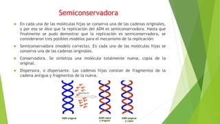 Semiconservadora
 En cada una de las moléculas hijas se conserva una de las cadenas originales,
y por eso se dice que la replicación del ADN es semiconservadora. Hasta que
finalmente se pudo demostrar que la replicación es semiconservadora, se
consideraron tres posibles modelos para el mecanismo de la replicación:
 Semiconservadora (modelo correcto). En cada una de las moléculas hijas se
conserva una de las cadenas originales.
 Conservadora. Se sintetiza una molécula totalmente nueva, copia de la
original.
 Dispersora, o dispersante. Las cadenas hijas constan de fragmentos de la
cadena antigua y fragmentos de la nueva.
 