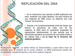 REPLICACIÓN DEL DNA ,[object Object]
