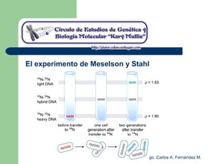 Blgo. Carlos A. Fernández M.
El experimento de Meselson y Stahl
 
