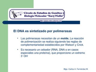 Blgo. Carlos A. Fernández M.
El DNA es sintetizado por polimerasas
• Las polimerasas necesitan de un molde, La reacción
de polimerización se realiza siguiendo las reglas de
complementariedad establecidos por Watson y Crick.
• Es necesario un cebador (RNA, DNA o en casos
especiales una proteína), que proporcione un extremo
3’ OH-
 