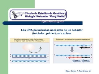 Blgo. Carlos A. Fernández M.
Las DNA polimerasas necesitan de un cebador
(iniciador, primer) para actuar
 