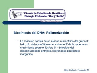 Blgo. Carlos A. Fernández M.
Biosíntesis del DNA: Polimerización
• La reacción consta de un ataque nucleofílico del grupo 3’
hidroxilo del nucleótido en el extremo 3’ de la cadena en
crecimiento sobre el fósforo 5’ – trifosfato del
desoxinucleótido entrante, liberándose pirofosfato
inorgánico.
 