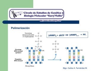 Blgo. Carlos A. Fernández M.
Polimerización
(dNMP)n+ dNTP (dNMP)n+1
+ PPi
 