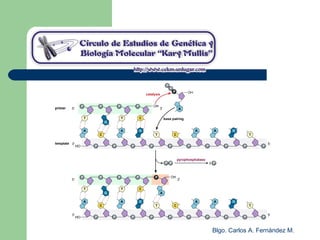 Blgo. Carlos A. Fernández M.
 
