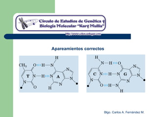Blgo. Carlos A. Fernández M.
Apareamientos correctos
 