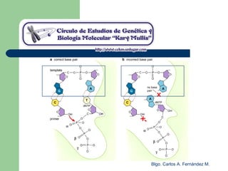 Blgo. Carlos A. Fernández M.
 