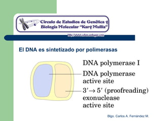 Blgo. Carlos A. Fernández M.
El DNA es sintetizado por polimerasas
 