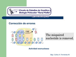 Blgo. Carlos A. Fernández M.
Actividad exonucleasa
Corrección de errores
 