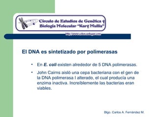 Blgo. Carlos A. Fernández M.
El DNA es sintetizado por polimerasas
• En E. coli existen alrededor de 5 DNA polimerasas.
• John Cairns aisló una cepa bacteriana con el gen de
la DNA polimerasa I alterado, el cual producía una
enzima inactiva. Increíblemente las bacterias eran
viables.
 