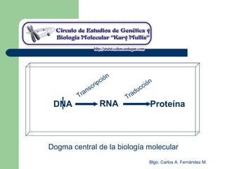 Blgo. Carlos A. Fernández M.
DNA RNA Proteína
Dogma central de la biología molecular
Transcripción
Traducción
 