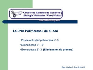 Blgo. Carlos A. Fernández M.
La DNA Polimerasa I de E. coli
•Posee actividad polimerasa 5‘- 3’
•Exonucleasa 3’ – 5’
•Exonucleasa 5‘- 3’ (Eliminación de primers)
 