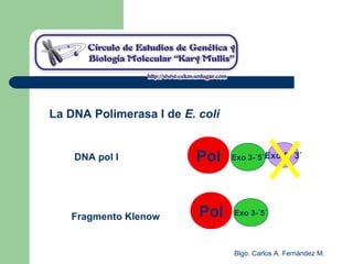 Blgo. Carlos A. Fernández M.
Exo 5-´3´
Fragmento Klenow Pol Exo 3-´5´
Pol Exo 3-´5´DNA pol I
La DNA Polimerasa I de E. coli
 